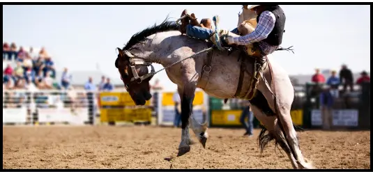 Rodeo Attendee Picture
