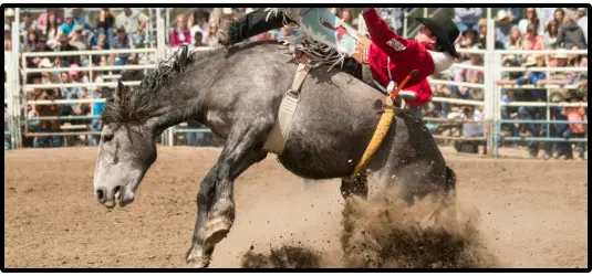 Rodeo Crowd Picture